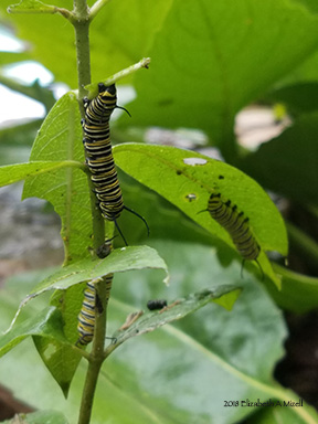feasting on milkweed