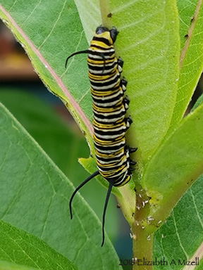 almost ready to pupate