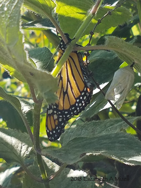 pumping and drying wings